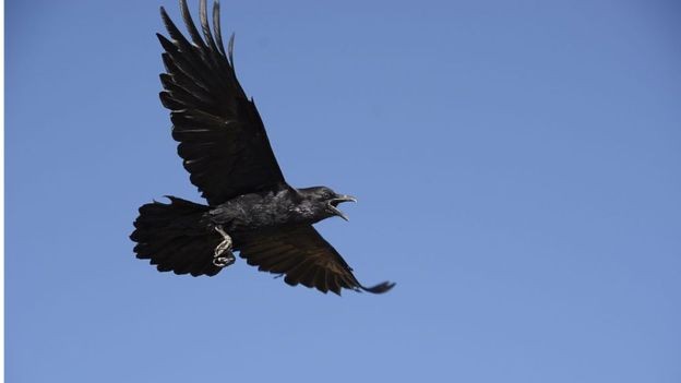 গুপ্তচর যখন কবুতর, কাক আর ডলফিন!