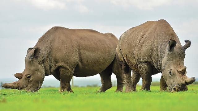 পৃথিবীর সর্বশেষ দুই সাদা গন্ডার!