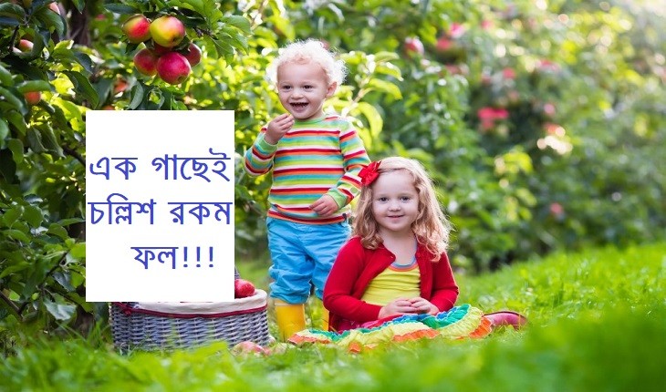 অবিশ্বাস্য ঘটনা!!!এক গাছেই ধরে চল্লিশ রকমের ফল!!!