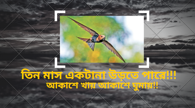আকাশে খায়, আকাশে ঘুমায়! তিন মাস একটানা উড়ে বেড়ায় আকাশে!!